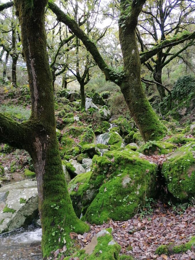 Casa Quercus Con Piscina Privada Leilighet Cortes de la Frontera Eksteriør bilde